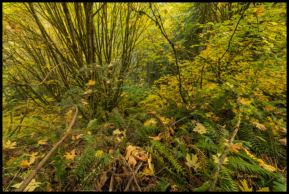 Pilchuck-Tree-Farm-85-90-ZS-PMax.jpg