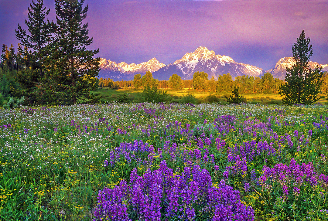 Pilrgim meadow II.jpg