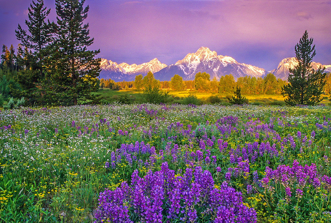 Pilrgim meadow II.jpg