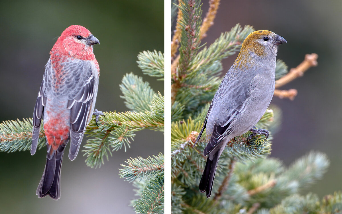 Pine Grosbeaks.jpg