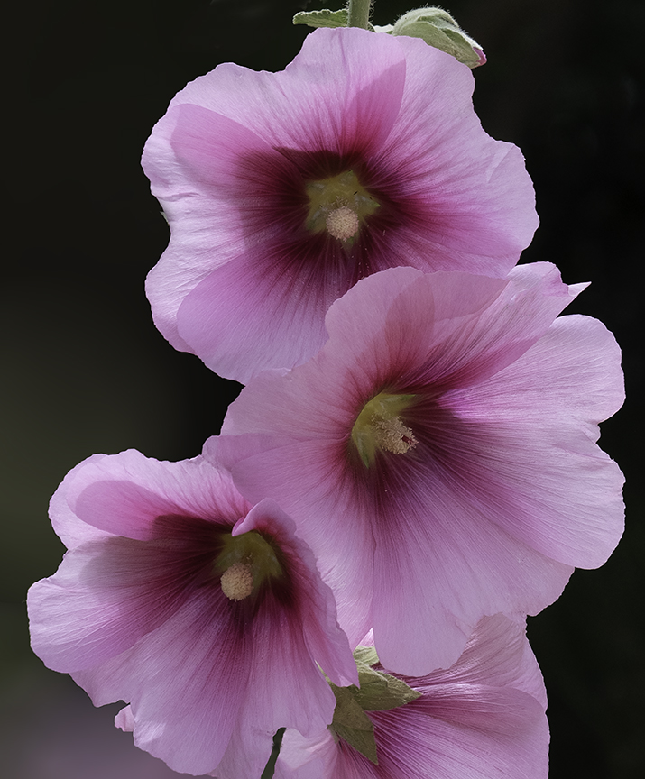 pink hollyhocks.jpg