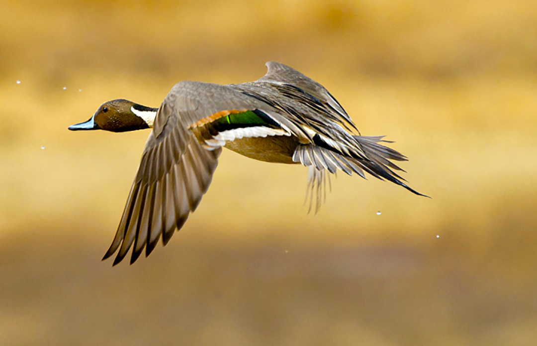 Pintail in flight II.jpg