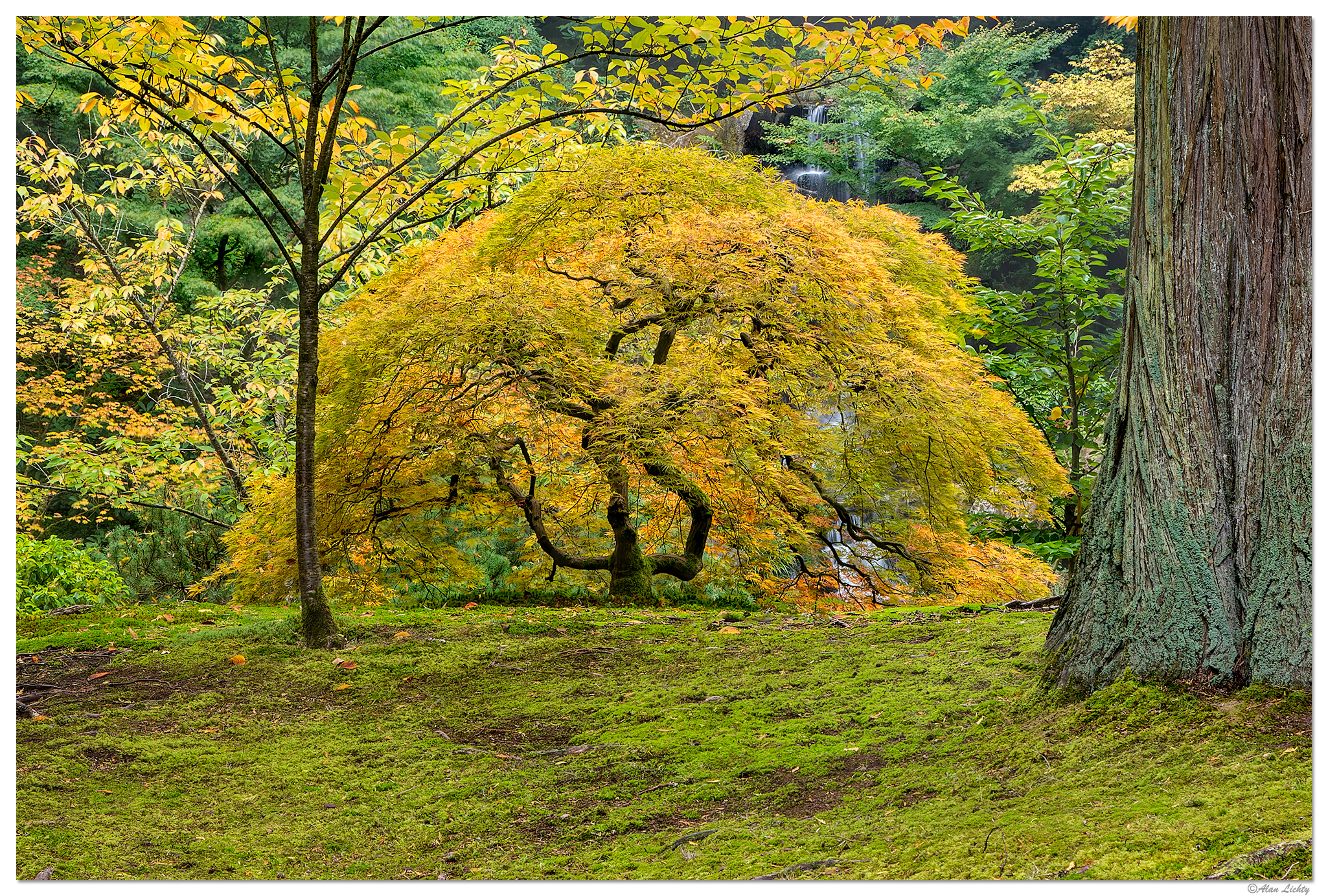 Early Fall Colors on a Maple | Focal World