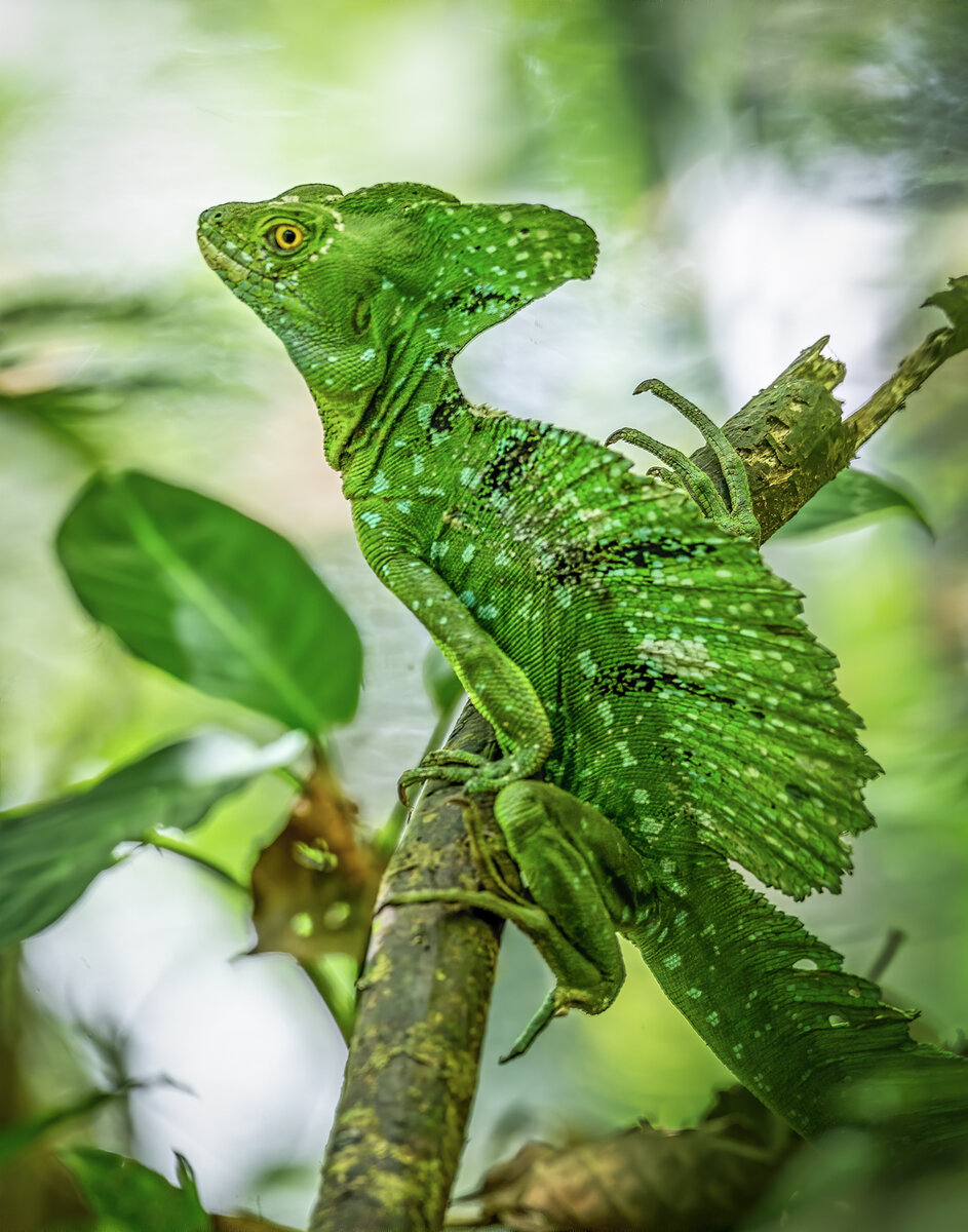 Plumed basilisk-325-Edit.jpg