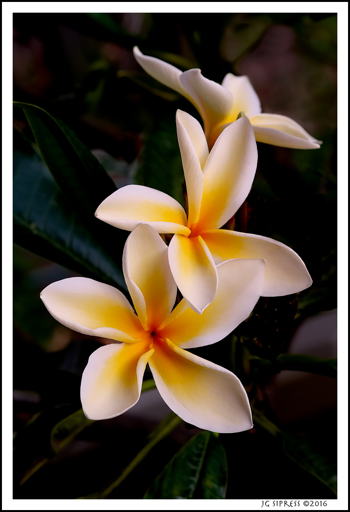 plumeria1.jpg