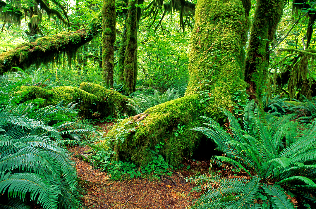 (PNW15) Big Leaf Maples, Acer macrophyllum, Sword Ferns, Polystichum munitum, mosses, Hoh Rain...jpg