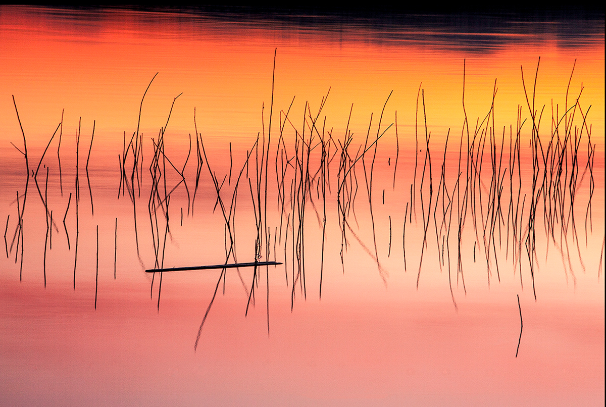 Pond.jpg