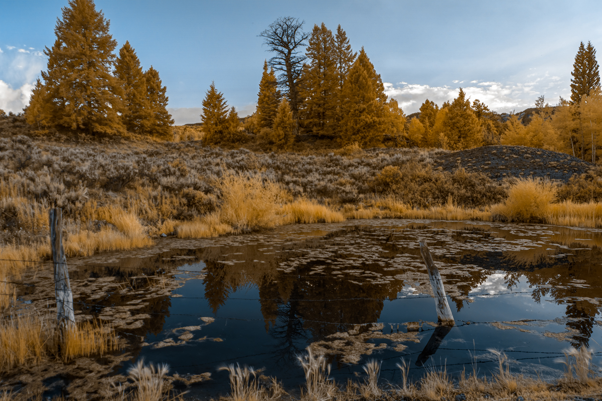 Pond-Scum---Basic-Color-Swap---1.jpg