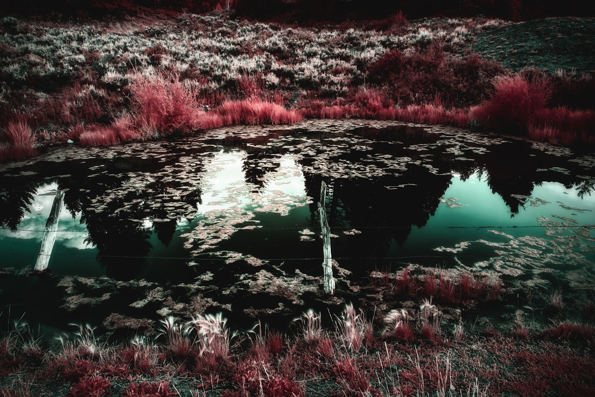 Pond-Scum---BW---1.6.jpg