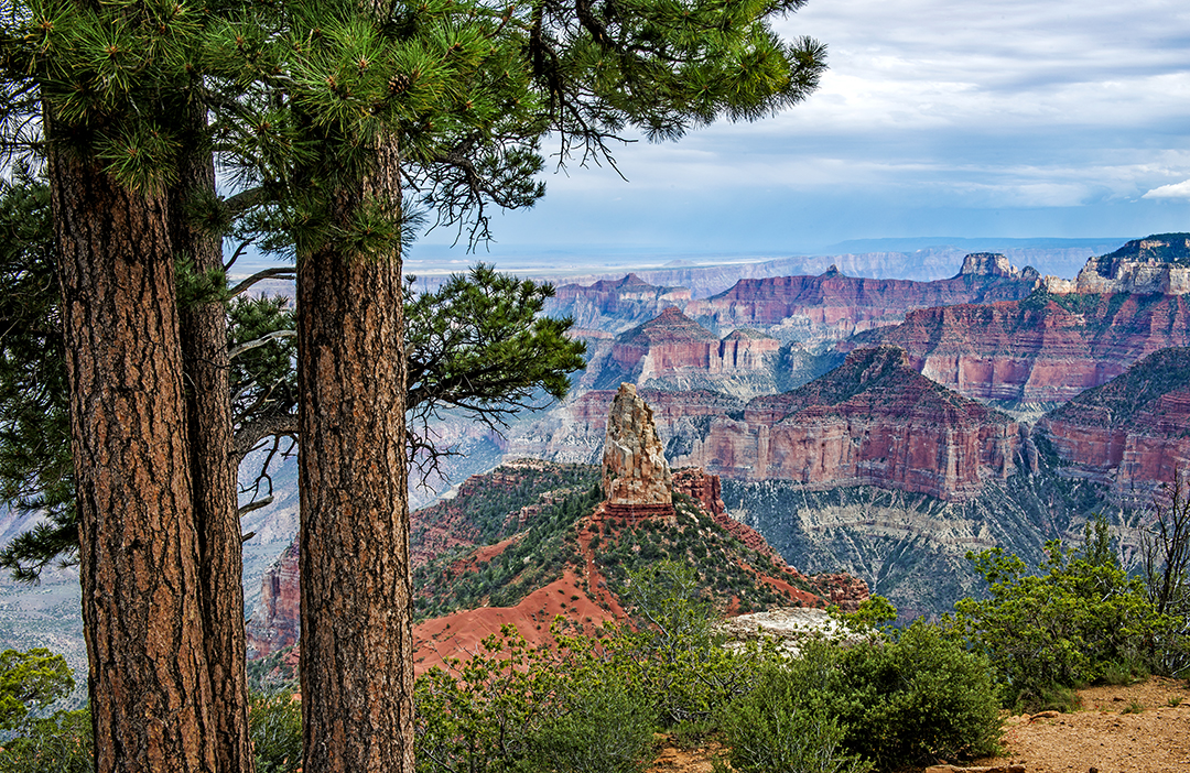 Ponderosas and Hayden Peak.jpg