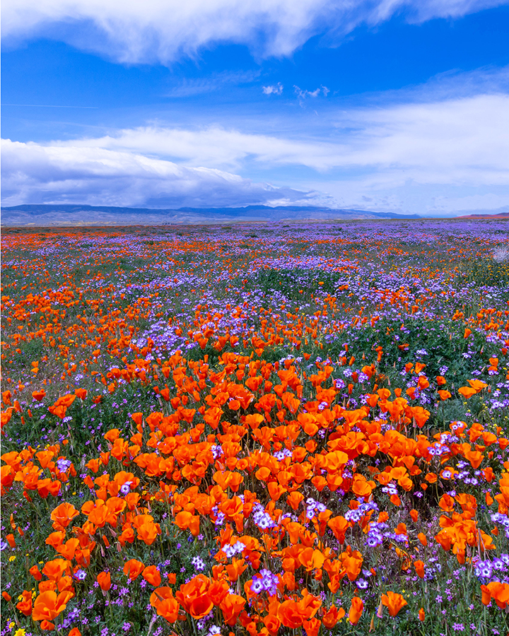 Poppies and Baby Bllue-eyes, Antelope Valley, CA Landscape.jpg
