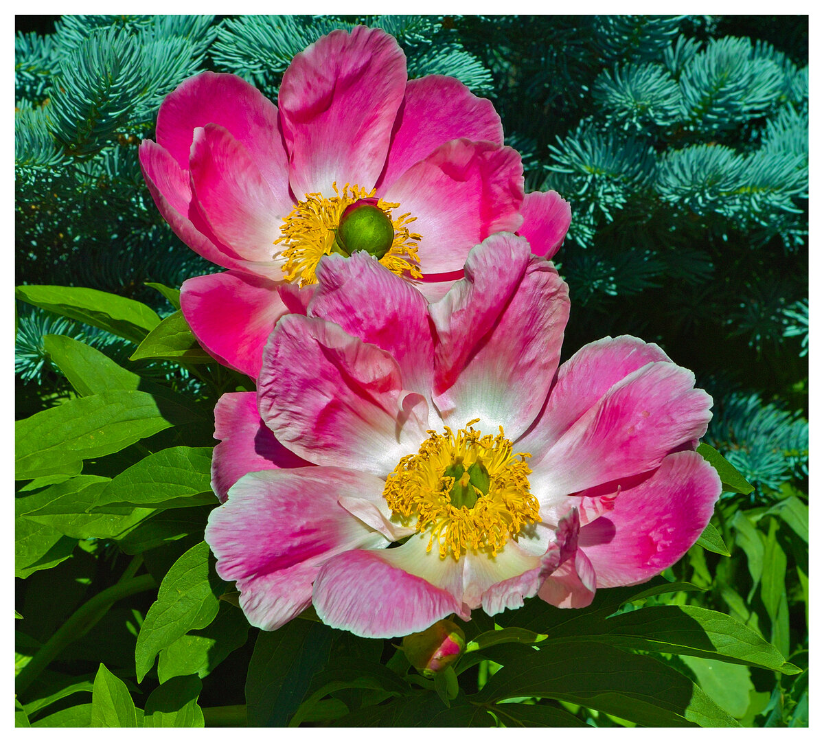 Poppy Pair.jpg