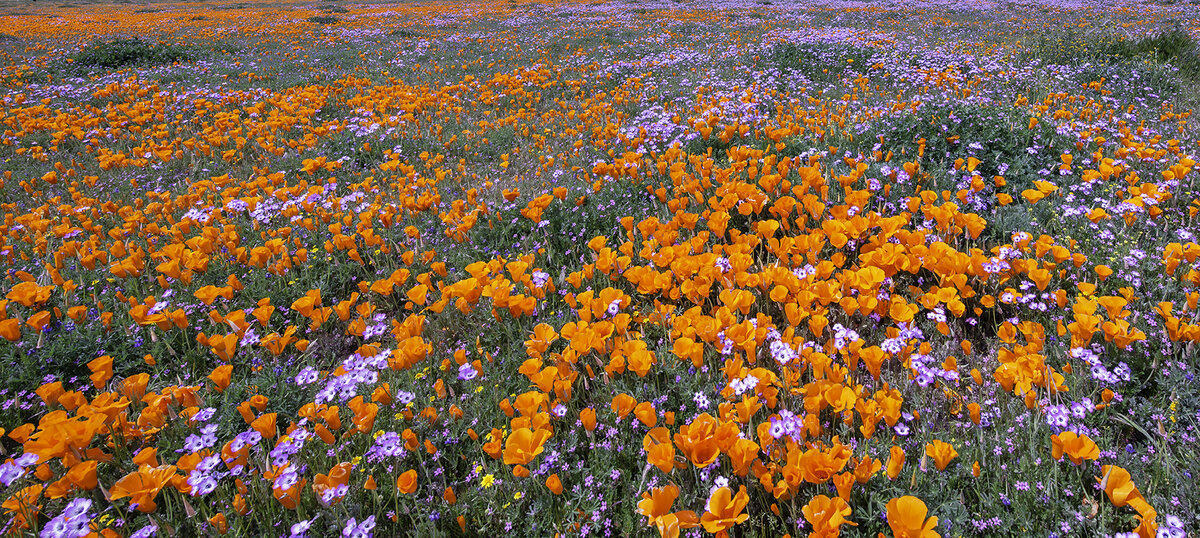 Poppy panorama.jpg