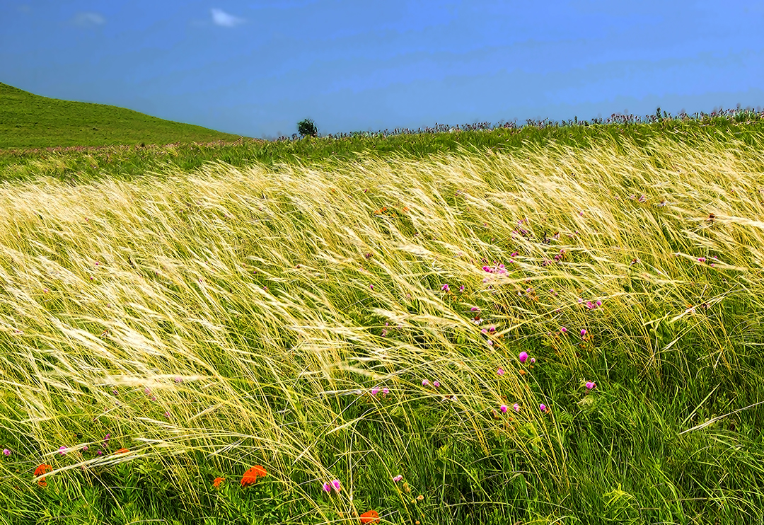 Porcupine Grass  hort.jpg