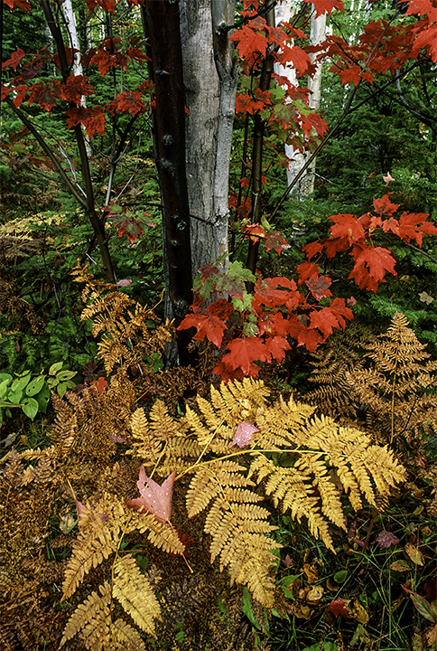 Porcupine Mountains, Michigan.jpg