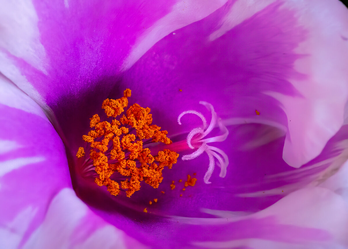 Portulaca, -6552-Edit.jpg