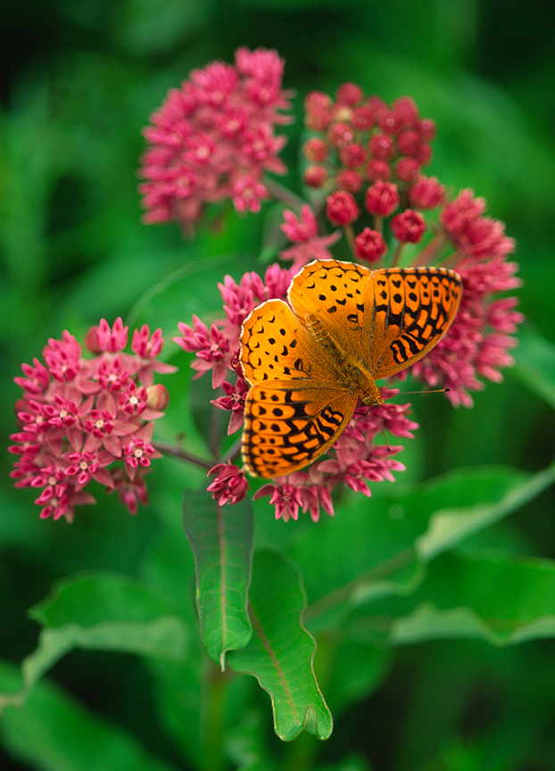 (PR11) Great Spangled Friillary butterfly,  Speyera cybele, on Purple Milkweed, Asclepias purp...jpg