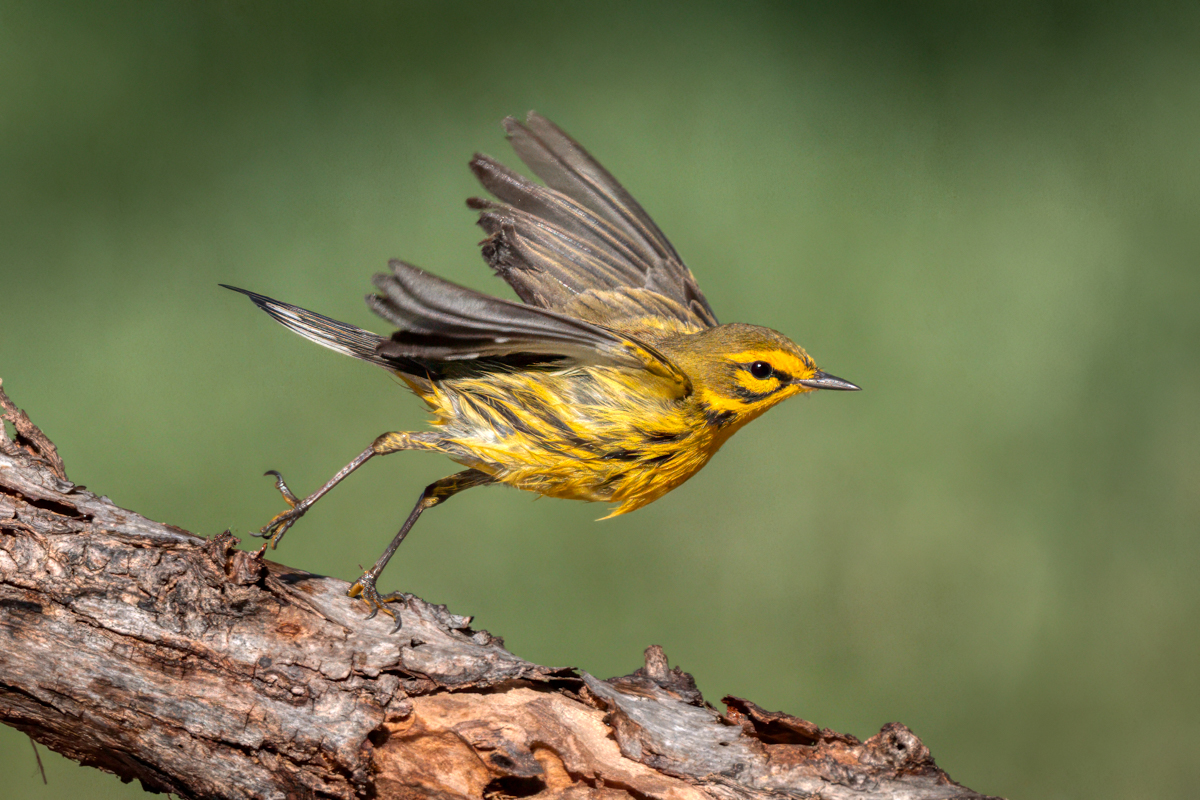 Prairie warbler-09167-Edit.jpg