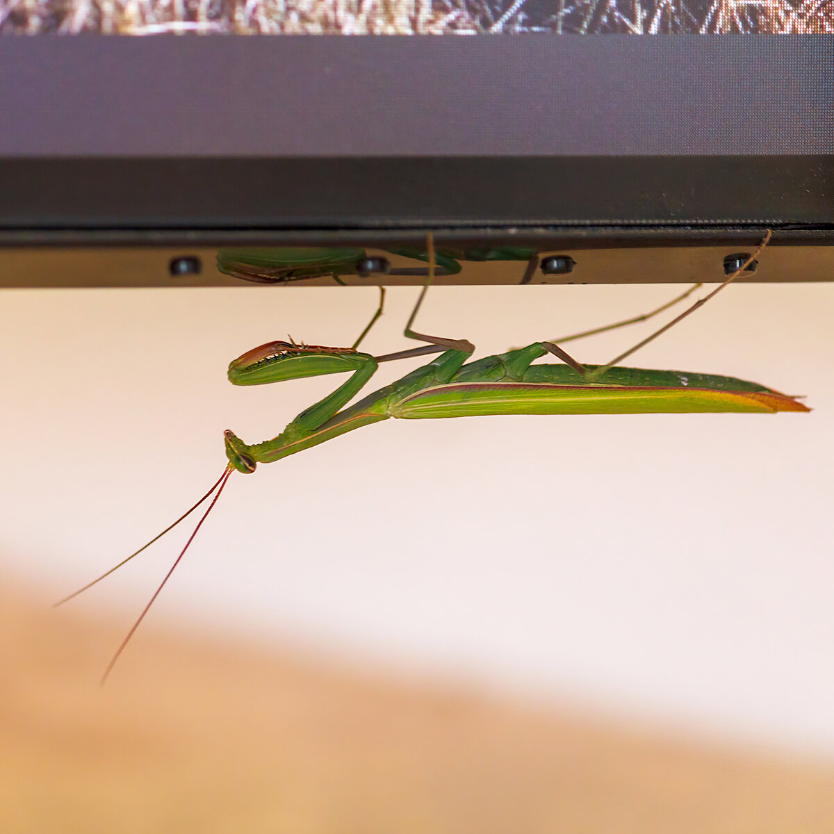 Praying-Mantis-edit.jpg