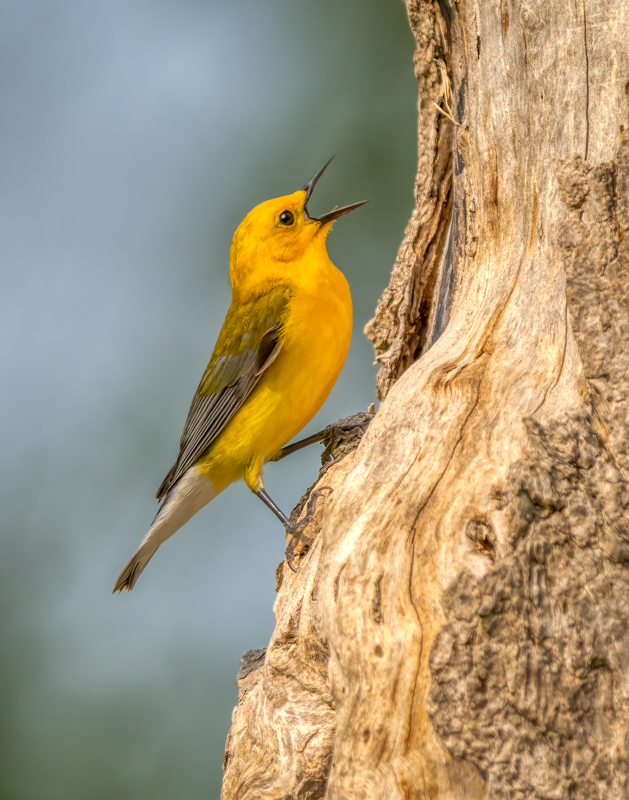 Prothonotary warbler-01380-Edit.png