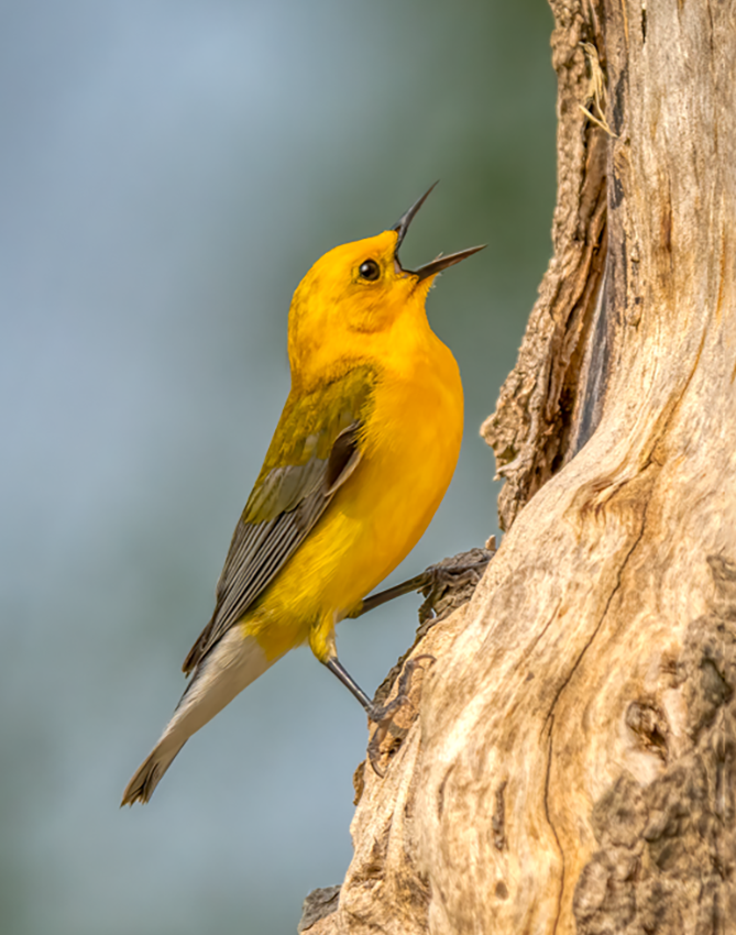 Prothonotary warbler-01380-Edit.png