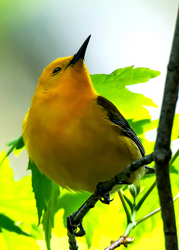 Prothonotary Warbler II.jpg