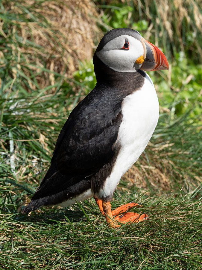 Proud Puffin FW.jpg