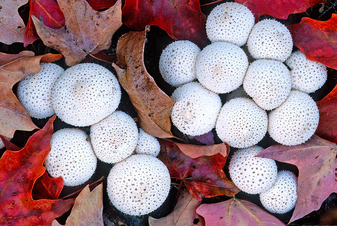 Puffball Mushrooms.jpg