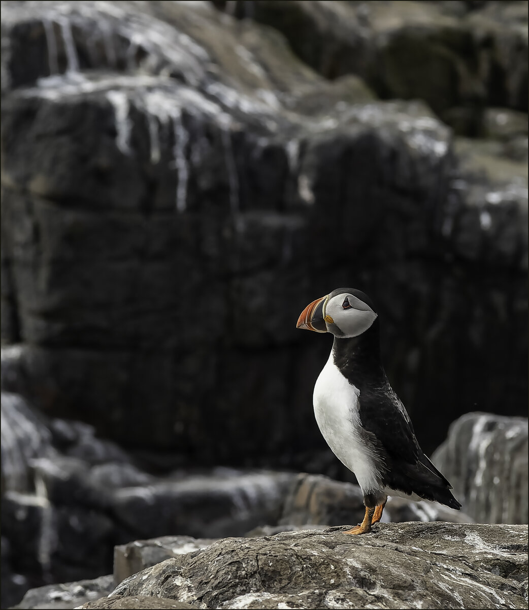 Puffin Profile 2.jpg