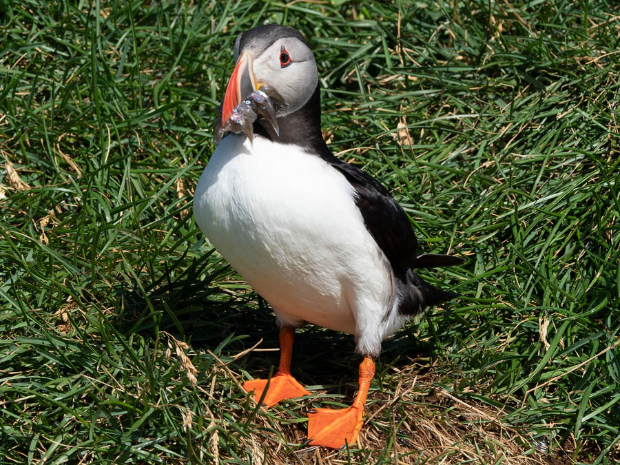 Puffin with fish.jpg