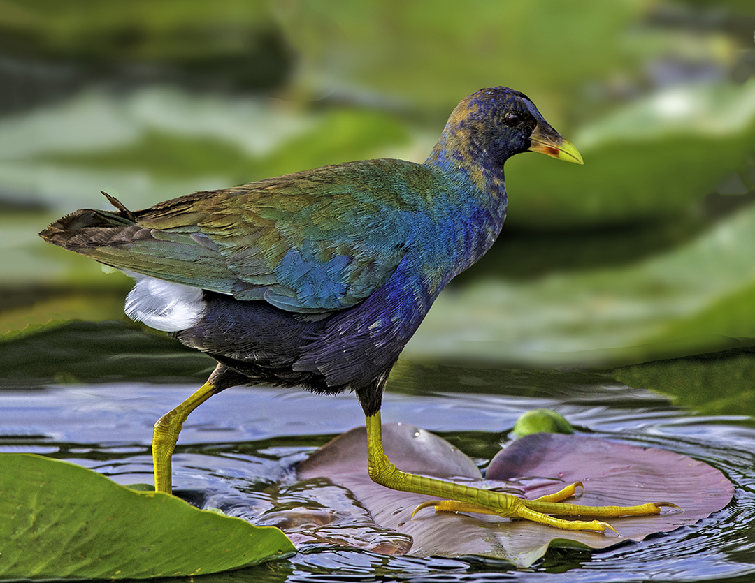 Purple Gallinule II.jpg