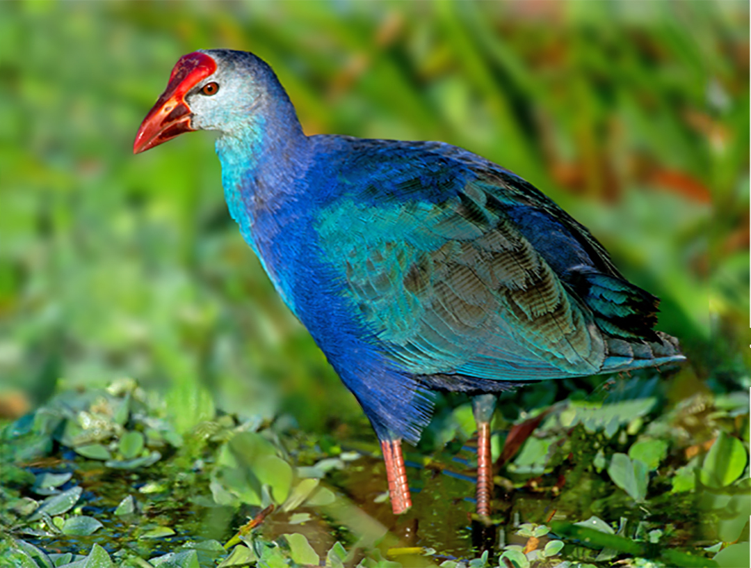 purple swamphen (1 of 1).jpg