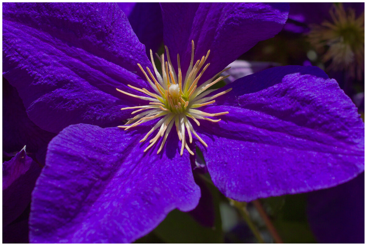 purpleC.jpg