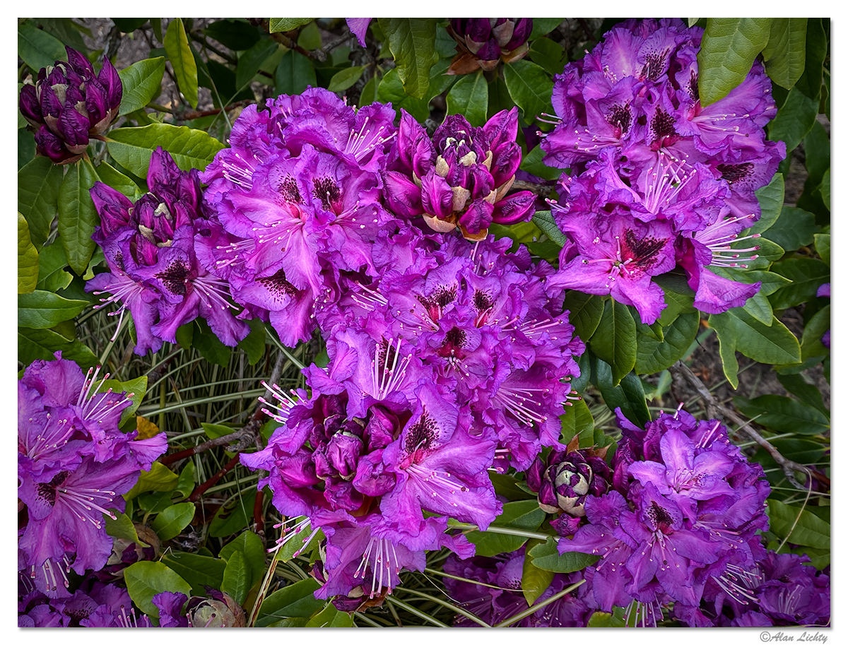 PurpleRhode.jpg
