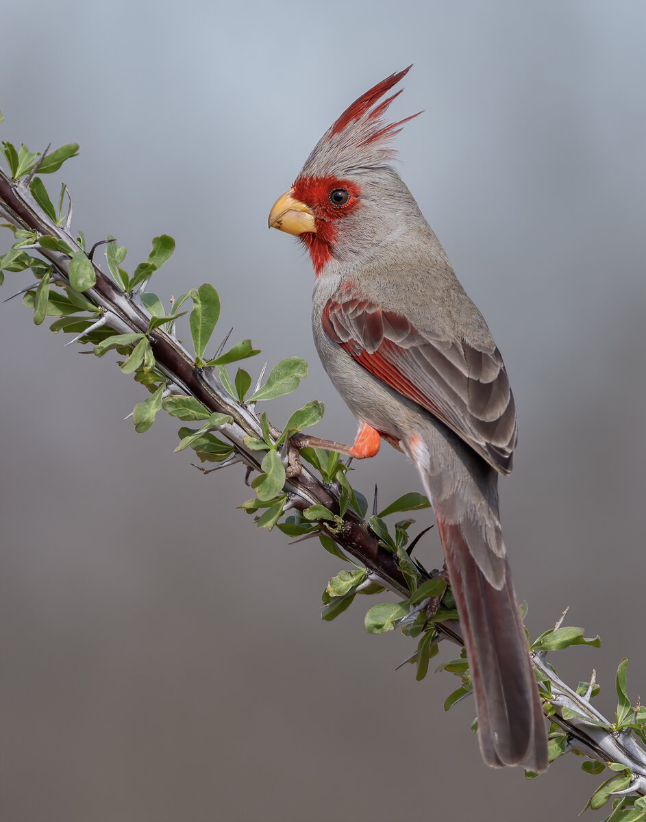 Pyrrhuloxia--1420-Edit.jpg