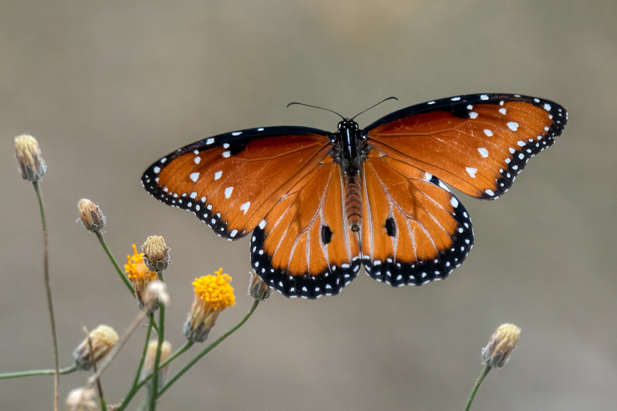 Queen Butterfly-1589-Edit.jpg