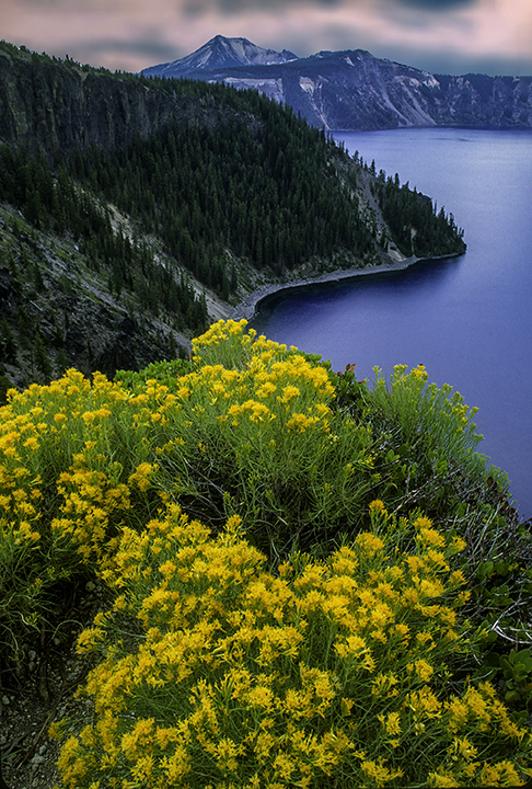Rabbit Bush, Crater Lake National Park, OR.jpg