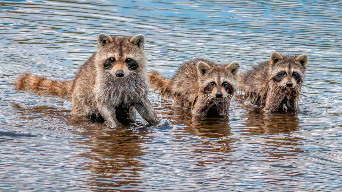 Raccoon-03229-Edit.jpg