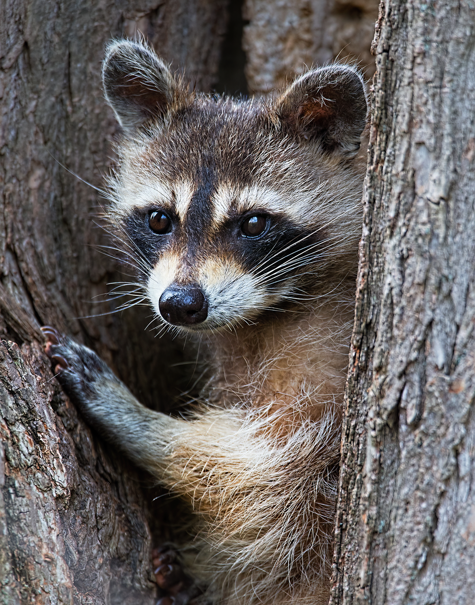 Racoon.png