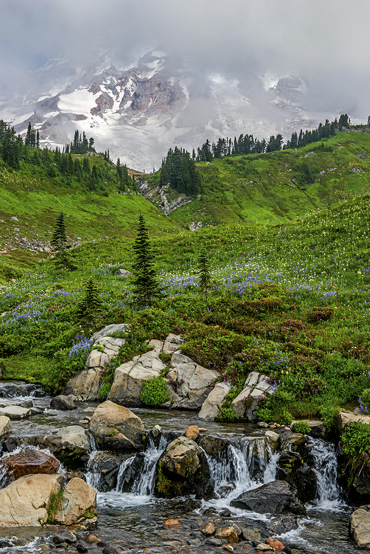 Rainier Creek.jpg