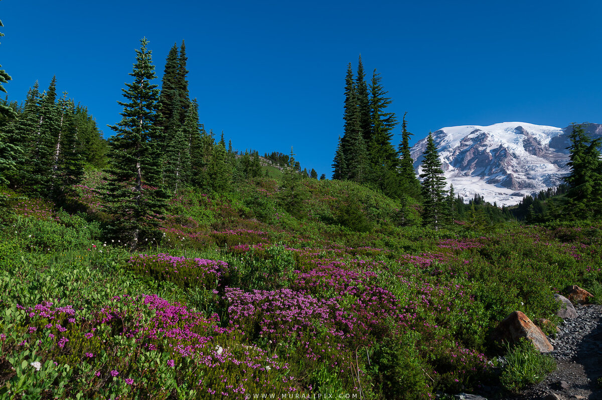 Rainier Wildflowers-13.jpg