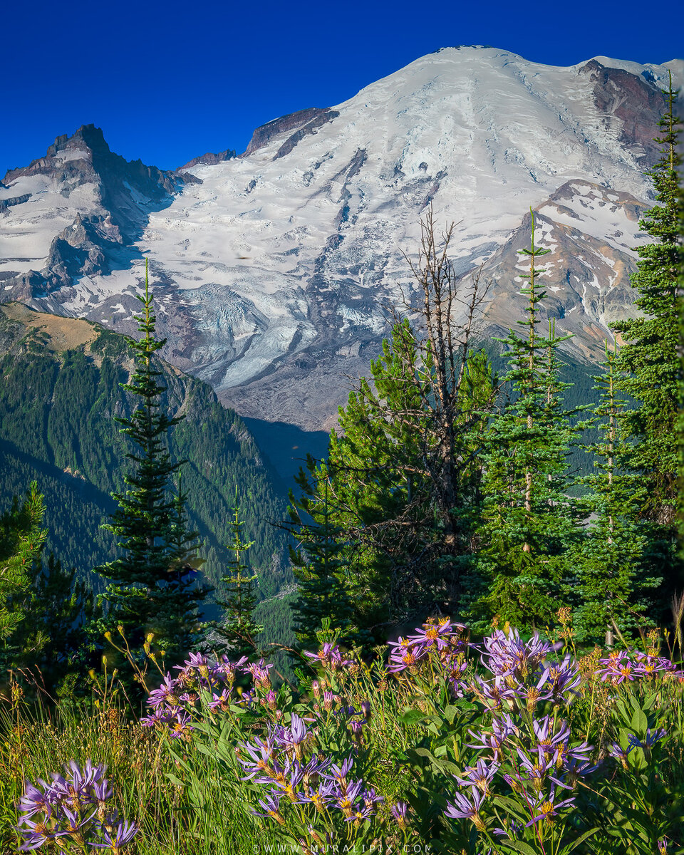 Rainier Wildflowers-4.jpg