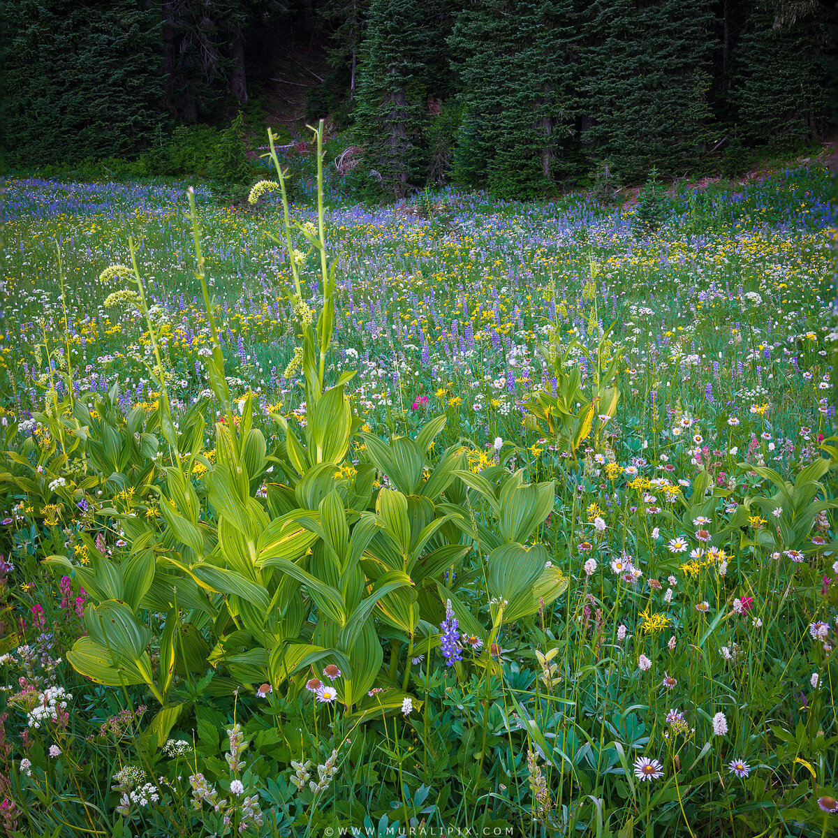 Rainier Wildflowers-7.jpg