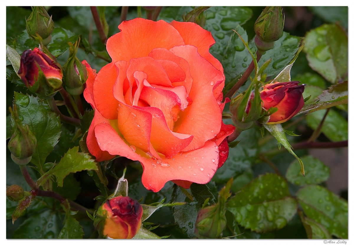 RainyRose1.jpg