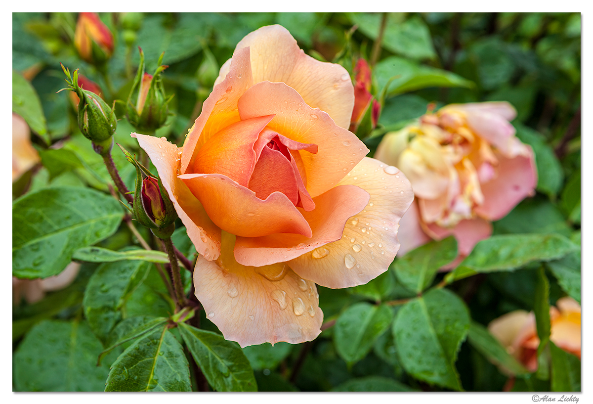 RainyRose2.jpg