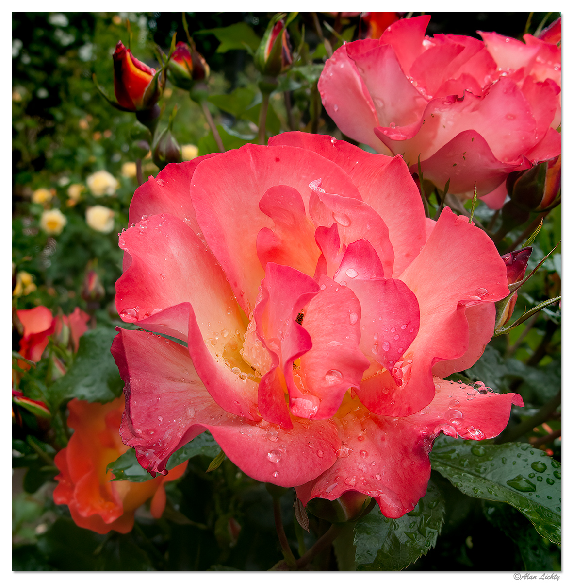 RainyRose3.jpg