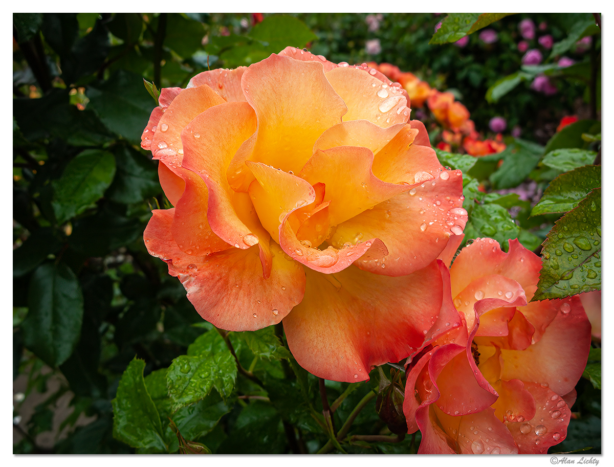 RainyRose4.jpg