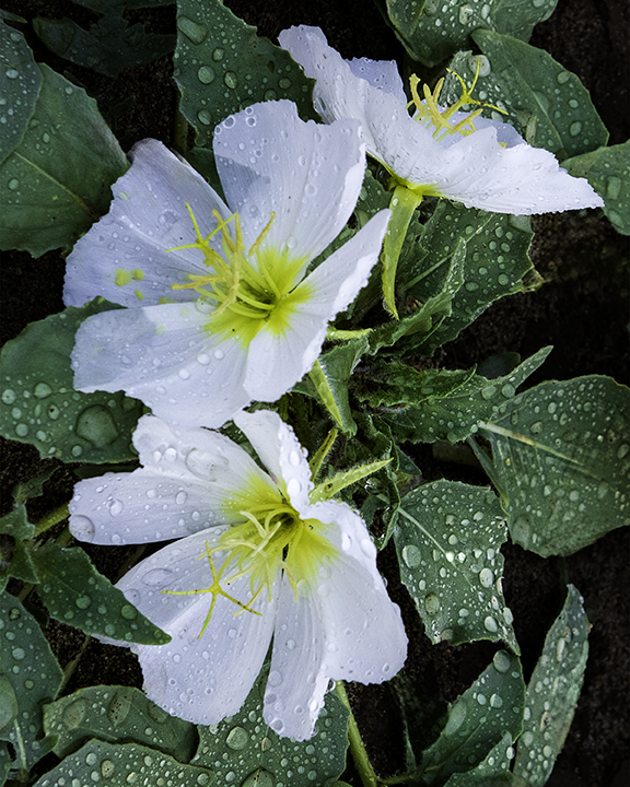 Randrops on Dune Evening Primroses.jpg