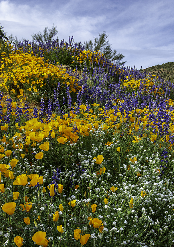 Rattlesnake Cove.jpg