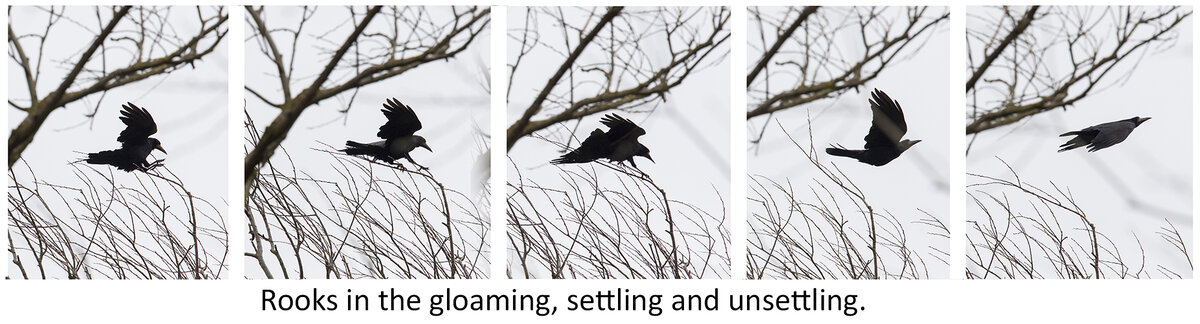 raven montage small.jpg